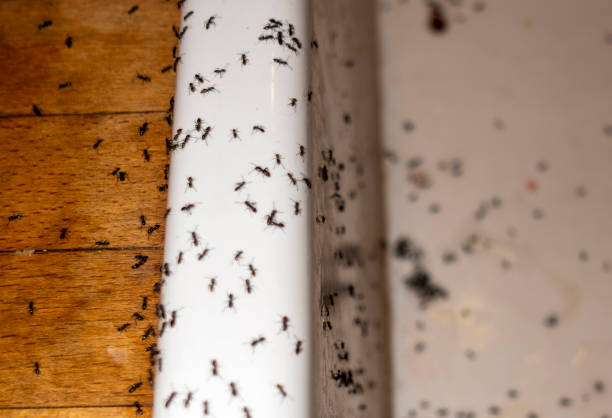 Best Exterminator Services  in Arlington, NE